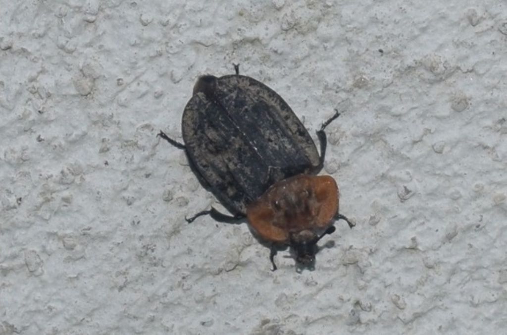 Oiceoptoma thoracicum (Silphidae)